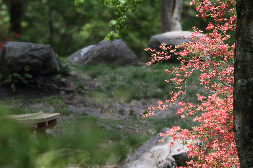 伊香保森林公園に行ってきました 木々の花、特にレンゲツツジがきれいでした シダの池にはいろいろな鳥が水浴びに来ていたけど、距離があり、写真を撮るのはなかなかむずかしかったです